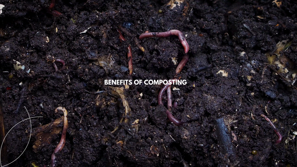 Why Composting is Good for Your Garden and the Earth